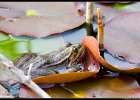 20060430_1708_frosch Frosch auf Blatt; Im Naturschutzgebiet bei Seuzach