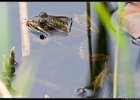20060430_1709_frosch2 Frosch im Teich; Im Naturschutzgebiet bei Seuzach